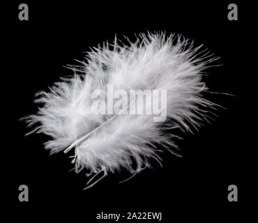 Plume d'oiseau blanc isolé sur fond noir Banque D'Images