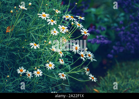 Beau rêve blanc fée magique golden garden fleurs Daisy sur fond bleu pâle vert floue. Art sombre moody floral. Tonique avec des filtres en ret Banque D'Images