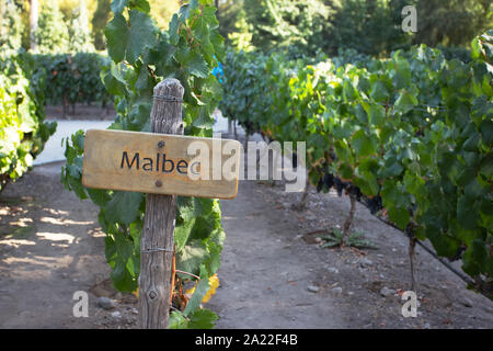 Concha y Toro Winery, Pirque, vallée du Maipo, Chili Banque D'Images