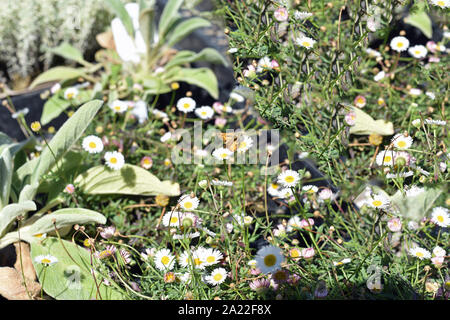 Plantes à fleurs Banque D'Images