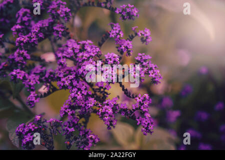 Belle fée magique de rêve pourpre violet blue Heliotropium arborescens héliotrope ou le jardin des fleurs sur fond flou a disparu. Art sombre moody flora Banque D'Images