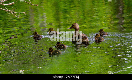 Mallard sauvage (et non la population urbaine). Une couvée de canards de six canetons sur une forêt lake Banque D'Images