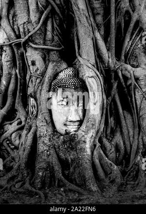 Tête de Bouddha dans les racines d'un vieil arbre Banque D'Images