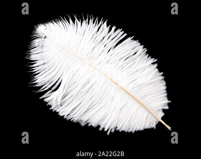 Plume d'oiseau blanc isolé sur fond noir Banque D'Images