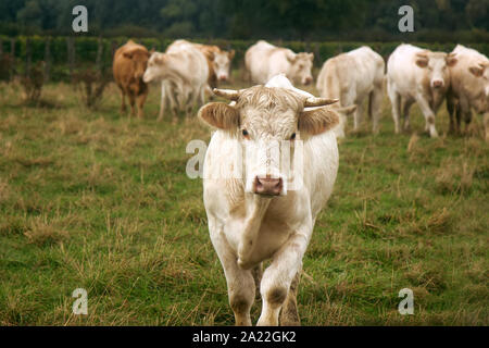 La production de taureaux pour la viande d'abattage au pâturage. La viande de bovins de races européennes (le cheptel d'une direction de la viande de la productivité). L'élevage dans Banque D'Images