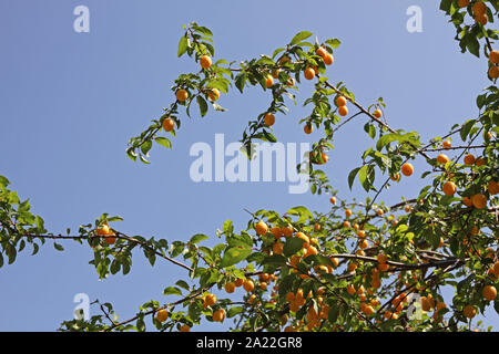 Plein de fruits de l'abricotier contre ciel bleu, près de l'entrée du musée, Lepinski Vir Milanovac inférieur, la Serbie. Banque D'Images