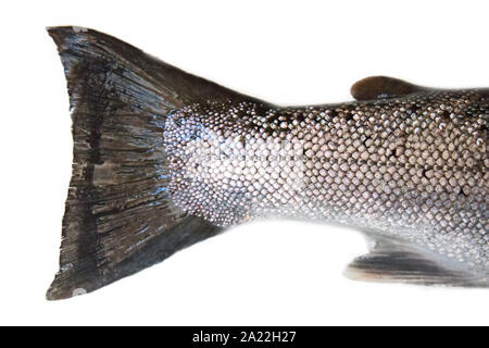 Chambre en y. Un hybride du saumon atlantique (Salmo salar) et la truite de mer (Salmo trutta), clipping sur la queue plus faibles, comme la truite. Golfe de Finlande, mer Baltique Banque D'Images