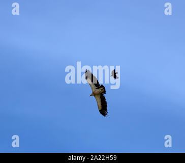 Marchand, depot pour conversion primaire. Pile de billots de l'eau. L'irrigation par aspersion comme moyen de préservation du bois - la création de microclimat et oxygène gratuitement e Banque D'Images