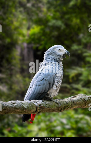 Perroquet gris du Congo / perroquet gris d'Afrique (Psittacus erithacus) perché dans l'arbre, originaire de l'Afrique équatoriale Banque D'Images