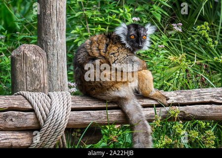 Lémurien noir (Eulemur macaco) féminin, endémique à Madagascar, sitting on wooden fence Banque D'Images