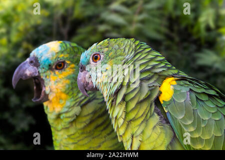 À la façade Turquoise turquoise / amazon / amazone à front à front bleu amazon amazone à front bleu (Amazona aestiva xanthopteryx) originaire de l'Amérique du Sud Banque D'Images