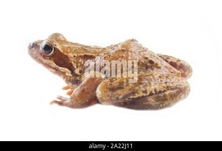 Grenouille rousse (Rana temporaria). Vue de côté, isolé sur fond blanc Banque D'Images