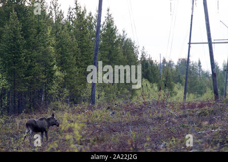 Les jeunes (de un an) elk passe couper sous la ligne à haute tension dans les forêts du nord profond. Migration de l'orignal au printemps Banque D'Images