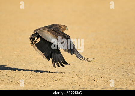 Aigle Bateleur immature (Terathopius ecaudatus) en vol, Afrique du Sud Banque D'Images