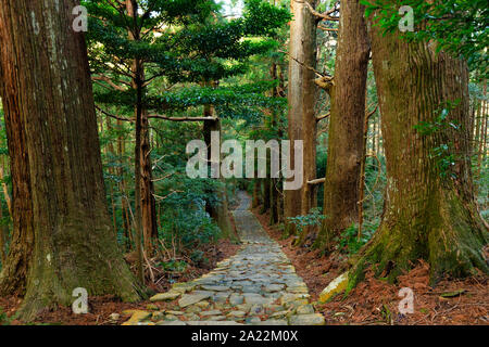 Daimonzaka célèbre géant à l'intérieur du sentier menant à la forêt de cyprès, Nachi tombe, le Japon Banque D'Images