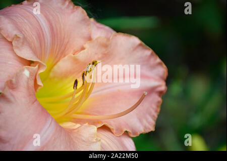 Lily asiatiques en été dans le Nouveau Mexique au jardin botanique Banque D'Images