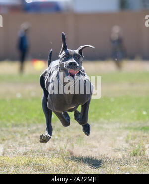 Dogue Allemand gris chien courir après un leurre sur un champ et faire une drôle de visage Banque D'Images