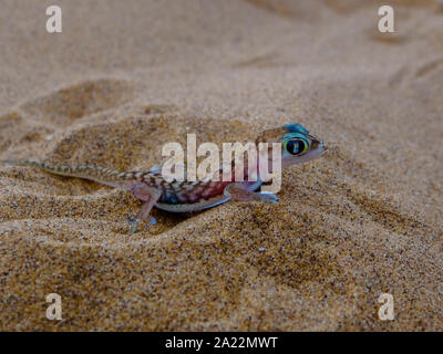 Namib un gecko est de poser dans le sable. Photographie prise dans le Namib près de Swakopmund dans l'est de la Namibie Banque D'Images
