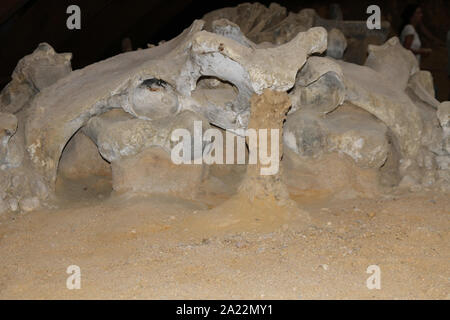 Les fossiles de mammouth des steppes, Mammuthus Trogontherii, Jean, à la recherche scientifique site, Kostolac, Branichevo, District de la Serbie. Banque D'Images