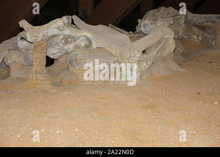 Les fossiles de mammouth des steppes, Mammuthus Trogontherii, Jean, à la recherche scientifique site, Kostolac, Branichevo, District de la Serbie. Banque D'Images