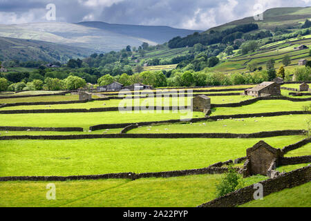 Bright green pâturages pour les moutons Swaledale avec murs en pierres sèches et des granges de la vallée de la rivière Swale près de Gunnerside Yorkshire Dales National Park Banque D'Images