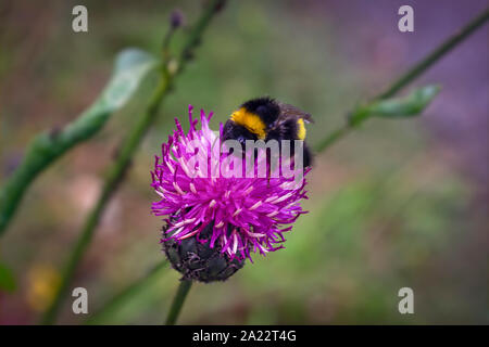 Une grande shaggy bumblebee recueille le nectar des fleurs de bardane un. Close-up. Banque D'Images