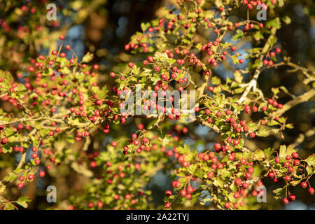 Aubépine baies rouges ou crateagus vu à la fin de l'été dans l'arbre. Banque D'Images