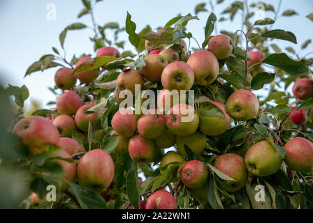 Pommes sur un pommier dans un jardin anglais à la fin de l'été. Banque D'Images