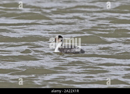 (Podiceps Grèbe argenté sud occipital) natation adultes sur le lac de la Terre de Feu, Chili Janvier Banque D'Images