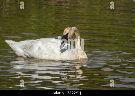 Le cygne dans un lac Banque D'Images