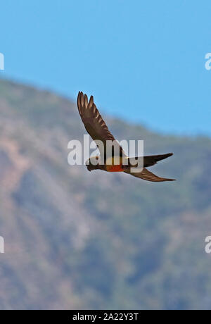 Cyanoliseus patagonus Burrowing Parrot (bloxami) adulte en vol Chili central Janvier Banque D'Images