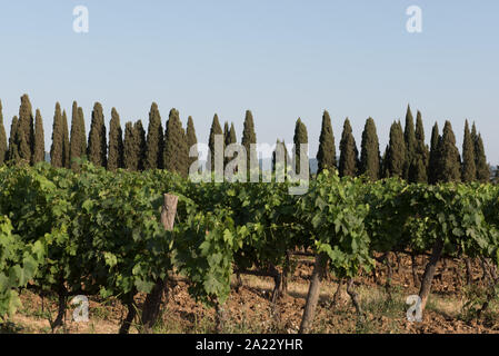 Cyprès de la célèbre deux kilomètres de long qui relie l'avenue état Aurelia par San Guido au village de Bolgheri Banque D'Images