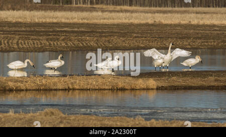 Toundra et Cygnes trompettes en Alaska Banque D'Images