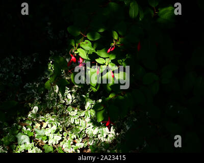 Fuchsia Hardy Mme Popple floraison dans un endroit ombragé vu dans un éclat de lumière, contraste entre la lumière et l'ombre dans le jardin. Banque D'Images