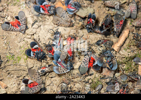 Groupe d'LANTERNFLY LYCORMA morts Repéré (DELICATULA) ADULTES À LA BASE DE L'Érable (Acer sp.), NEW YORK Banque D'Images