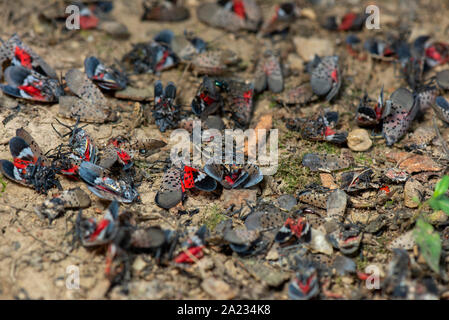 Groupe d'LANTERNFLY LYCORMA morts Repéré (DELICATULA) ADULTES À LA BASE DE L'Érable (Acer sp.), NEW YORK Banque D'Images