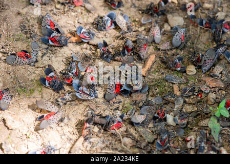 Groupe d'LANTERNFLY LYCORMA morts Repéré (DELICATULA) ADULTES À LA BASE DE L'Érable (Acer sp.), NEW YORK Banque D'Images