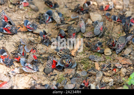 Groupe d'LANTERNFLY LYCORMA morts Repéré (DELICATULA) ADULTES À LA BASE DE L'Érable (Acer sp.), NEW YORK Banque D'Images