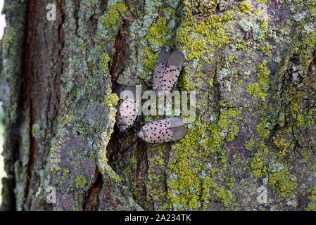 Groupe de 3 LANTERNFLY LYCORMA TACHETÉ (DELICATULA) ADULTES SUR LOCUST TREE, NEW YORK Banque D'Images