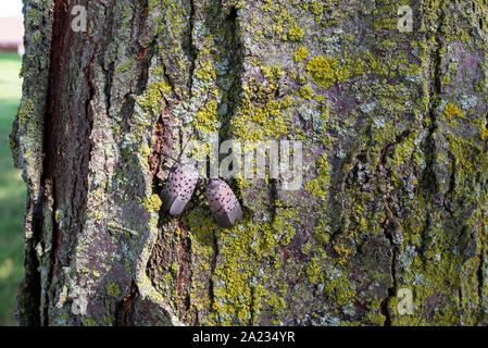 LANTERNFLY LYCORMA À DEUX POINTS (DELICATULA) ADULTES SUR LOCUST TREE, NEW YORK Banque D'Images