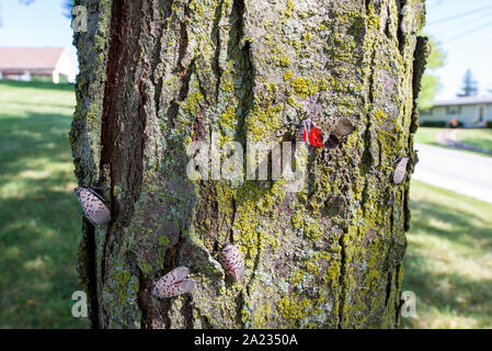 Groupe d'LANTERNFLY LYCORMA TACHETÉ (DELICATULA) adultes (l'un montrant ROUGE SOUS LES AILES) sur LOCUST TREE, NEW YORK Banque D'Images