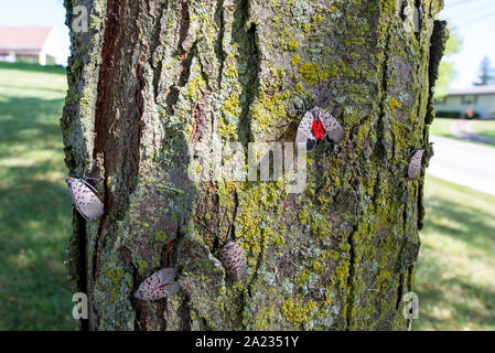 Groupe d'LANTERNFLY LYCORMA TACHETÉ (DELICATULA) adultes (l'un montrant ROUGE SOUS LES AILES) sur LOCUST TREE, NEW YORK Banque D'Images