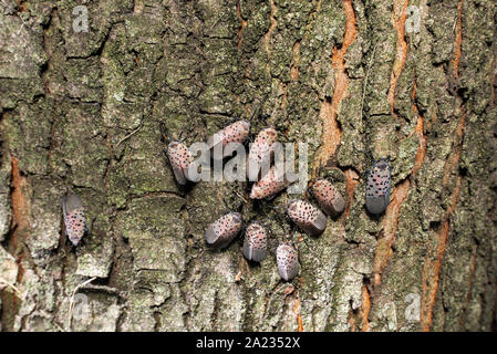 Groupe d'LANTERNFLY LYCORMA TACHETÉ (DELICATULA) adultes recueillis sur l'érable (Acer sp.), NEW YORK Banque D'Images