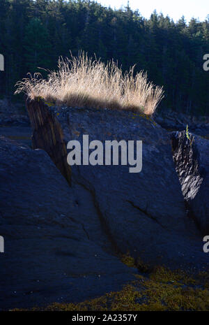 L'Île Barnes, Harpswell, Maine du cou. Les rochers et l'océan. Banque D'Images