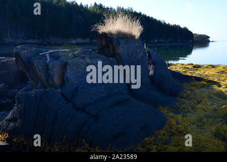 L'Île Barnes, Harpswell, Maine du cou. Les rochers et l'océan. Banque D'Images