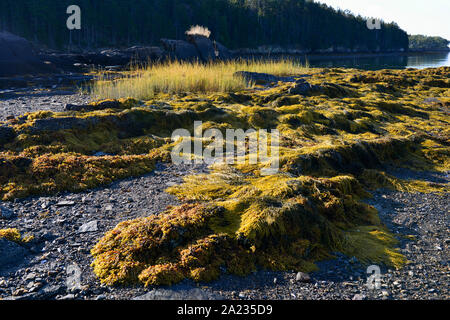L'Île Barnes, Harpswell, Maine du cou. Les rochers et l'océan. Banque D'Images