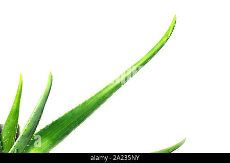 Gros plan de la feuille d'Aloe Vera sur fond blanc. Banque D'Images