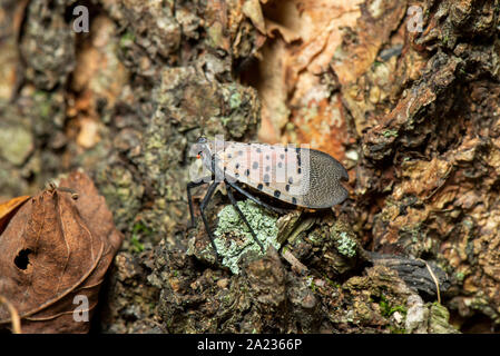 Vu LANTERNFLY LYCORMA (DELICATULA) adulte mature REPOSANT À LA BASE DE L'ARBRE, Pennsylvanie Banque D'Images