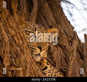 Une femelle Leopard dans un arbre dans le sud de savane africaine Banque D'Images