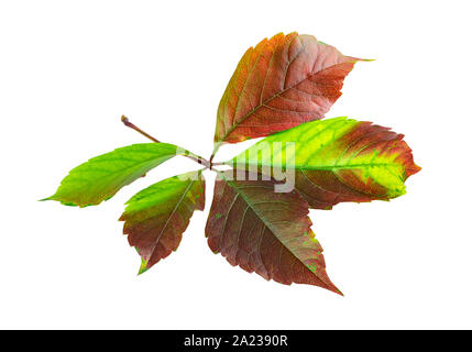 Feuille d'automne de lierre ou vigne-vierge automne couleur sur fond blanc Banque D'Images